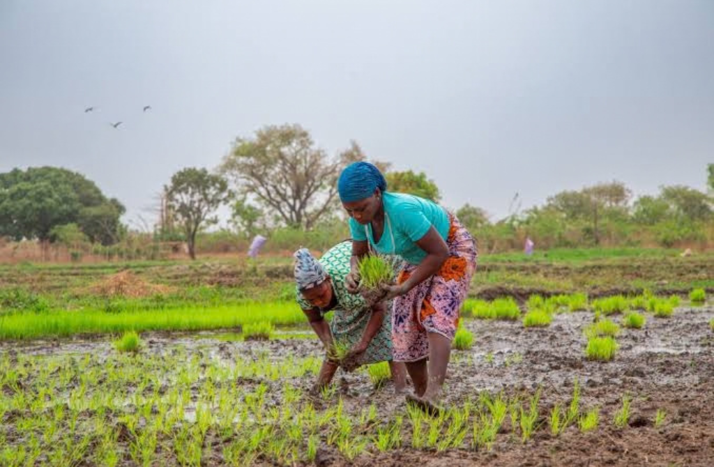 Burkina Faso : Souveraineté alimentaire, l&rsquo;État accélère vers l&rsquo;autosuffisance avec une nouvelle offensive de 840 milliards FCFA.